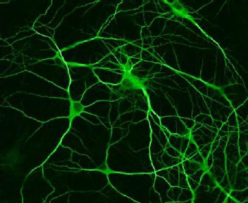 Neurones